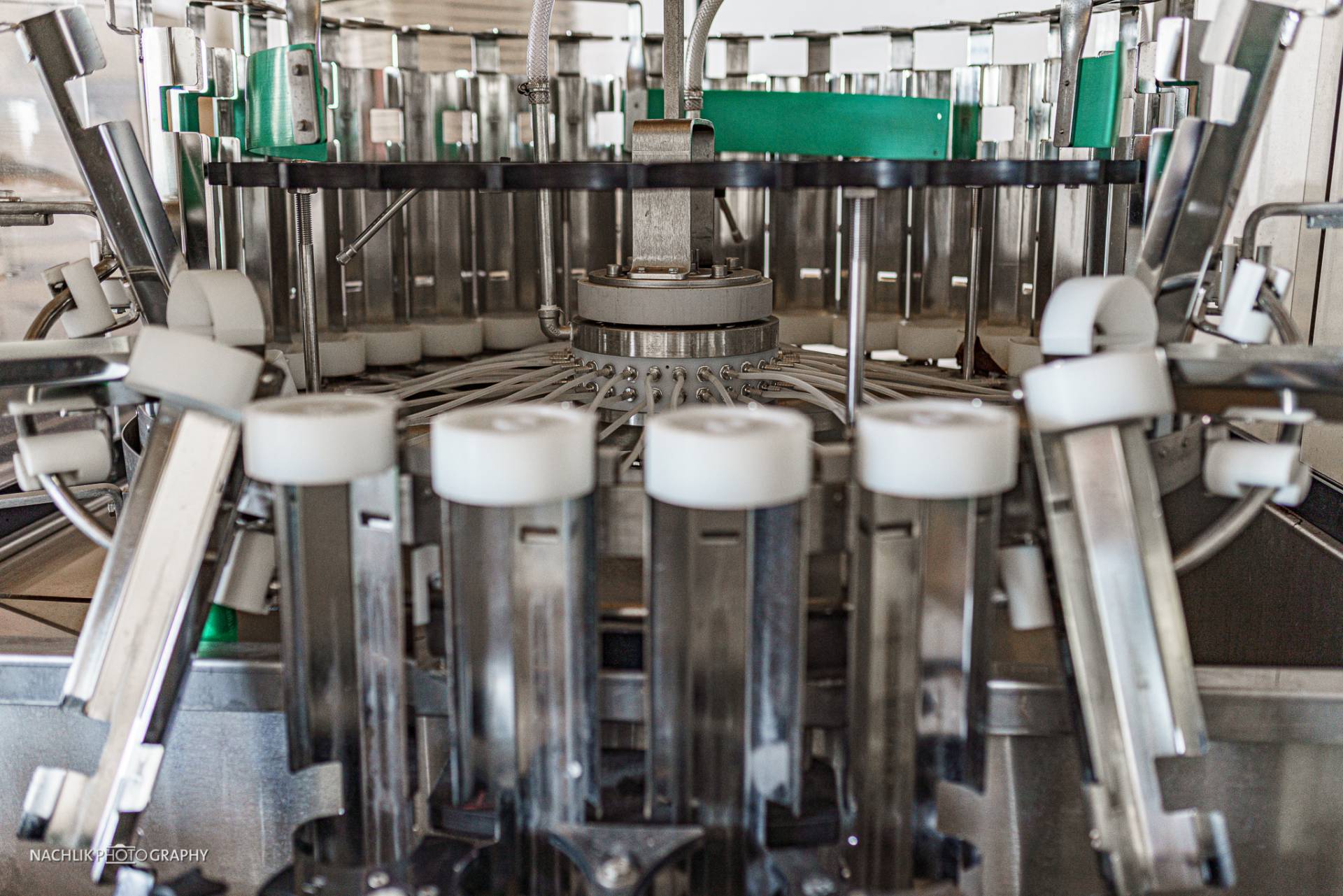 Frühling im Weinberg